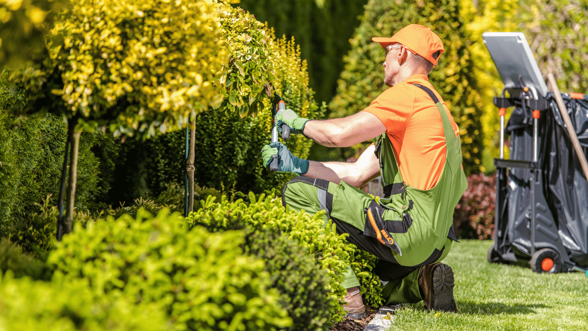 Landscaper in orange uniform trimming ornamental shrubs with hand pruners