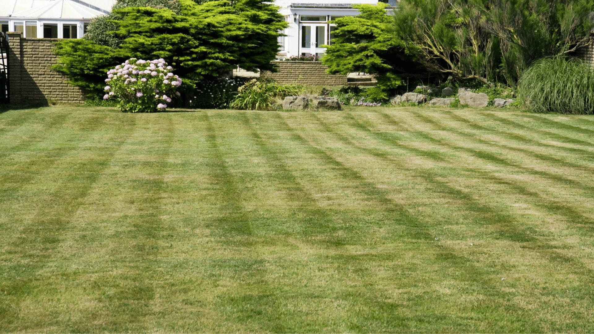 Manicured striped lawn in front of a home with a flowering shrub and garden bed