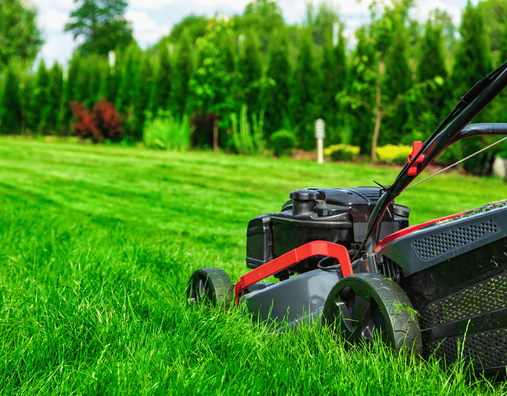 Red push mower parked in a thick, lush green lawn bordered by evergreen shrubs