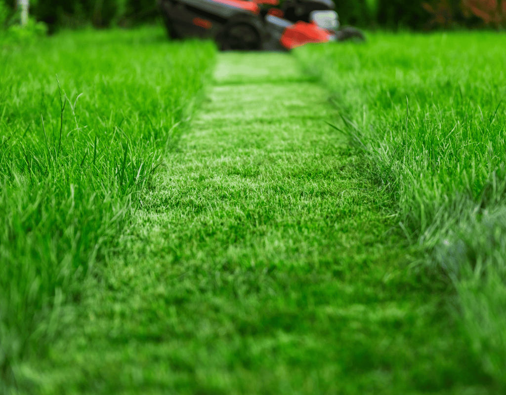 Close-up of a freshly mown grass stripe with a push mower blurred in the background