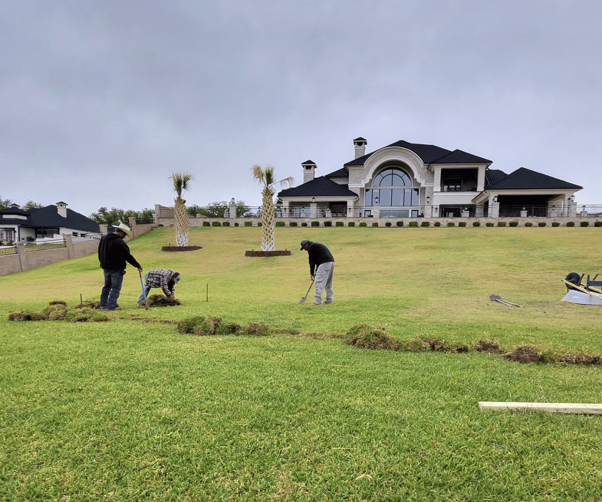 Three landscapers laying sod on a large lawn in front of an upscale home with palm trees