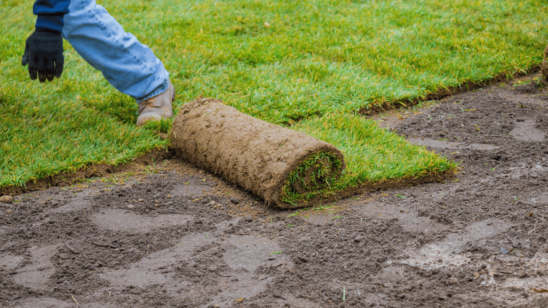 Hands and boots rolling out a strip of fresh sod onto freshly prepared soil