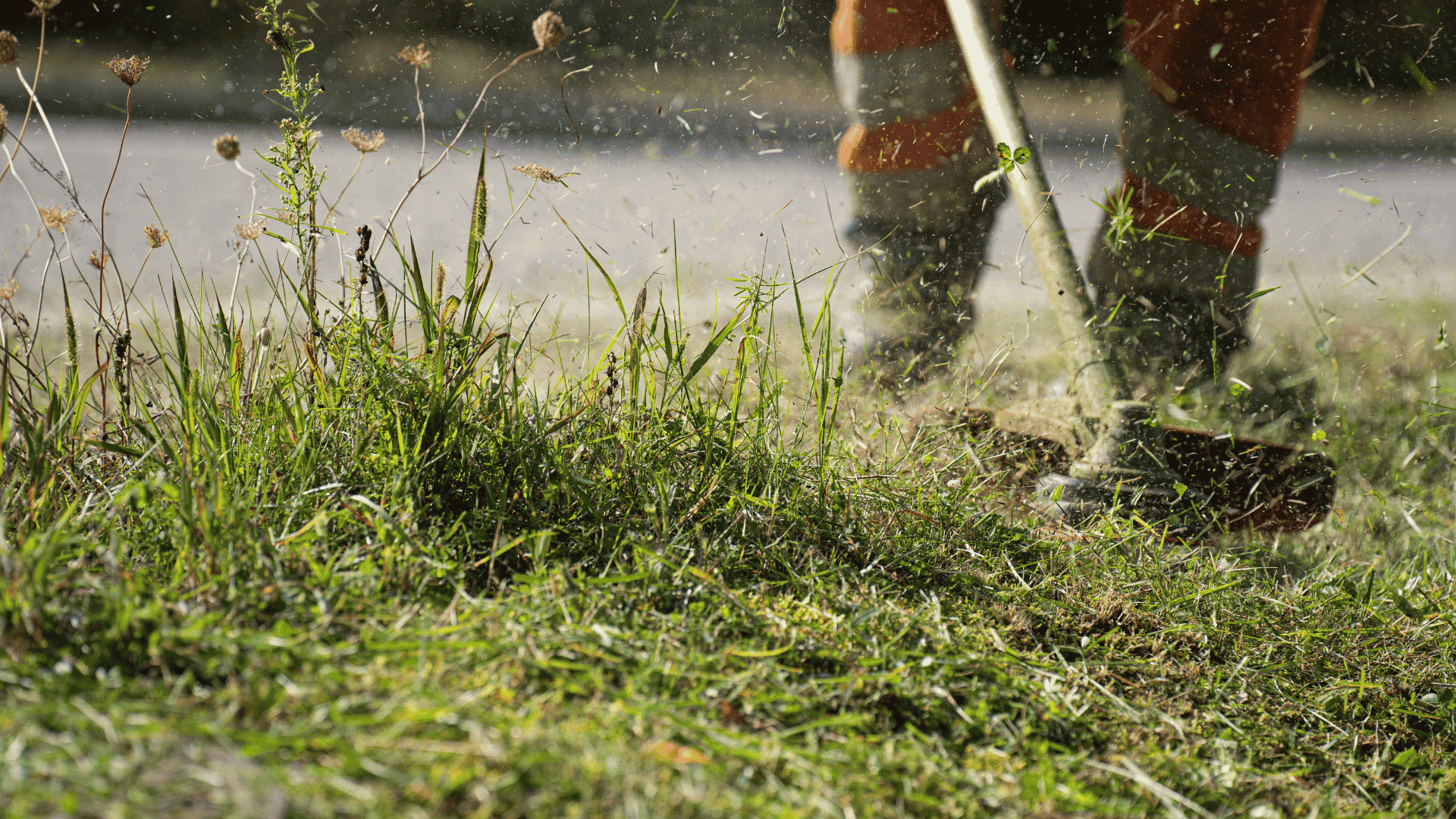 Groundskeeper using a string trimmer to edge grass along a paved walkway