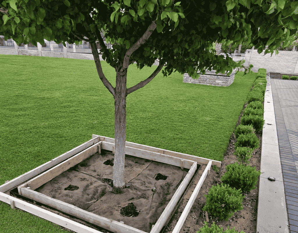 Young tree in a wood-framed mulch bed set within a manicured lawn beside a walkway