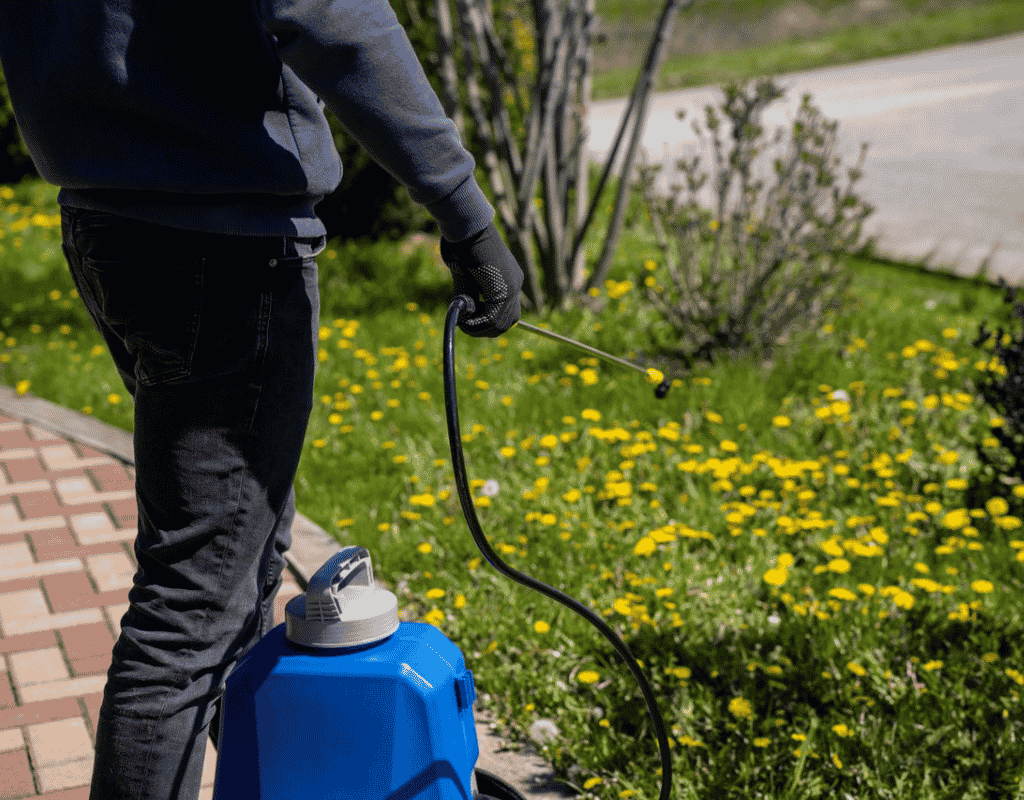 Landscaper using a backpack sprayer to treat dandelions and weeds along a garden bed